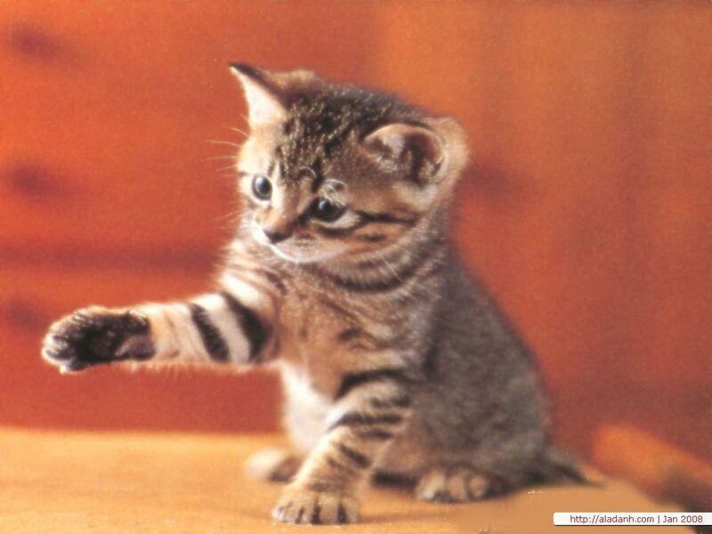 Striped Tabby Kitten — Brown