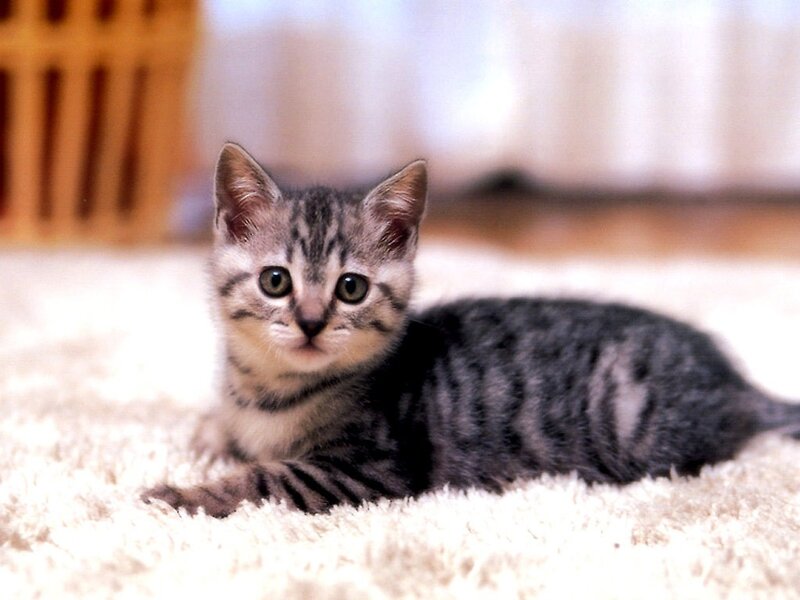 Striped Tabby Kitten — Gray, Calm, Photograph, Carpet