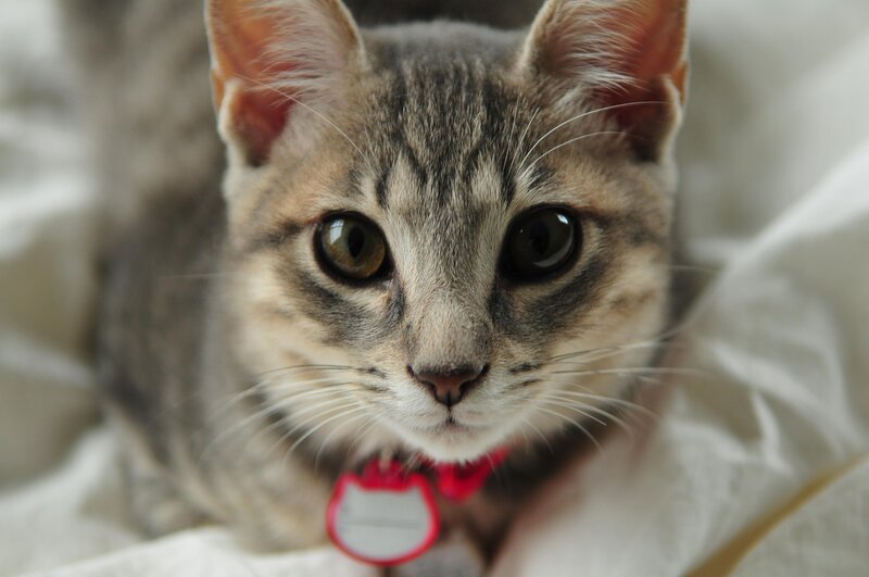 Striped Tabby Kitten — Gray, Calm, Photograph, Collar