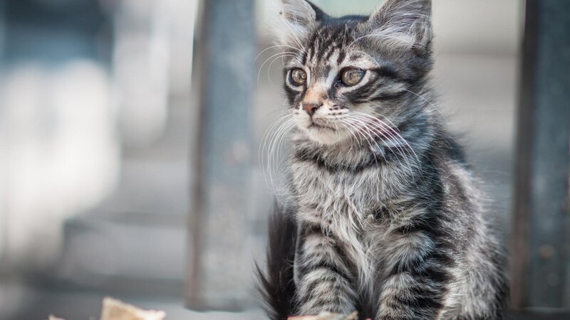 Striped Tabby Kitten — Gray, Calm, Photograph