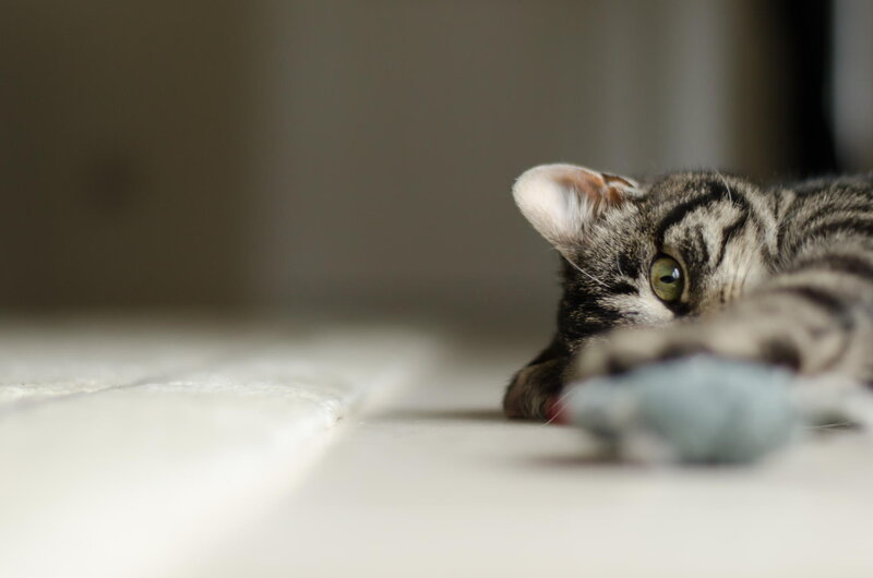 Striped Tabby Kitten — Gray, Calm