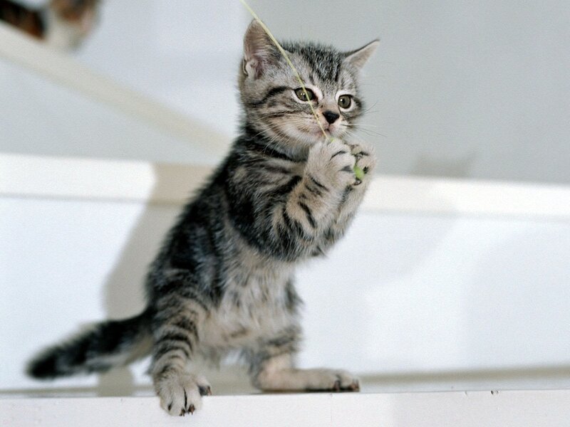Striped Tabby Kitten — Gray, Playful, Photograph