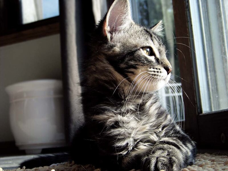 Striped Tabby Kitten — Gray