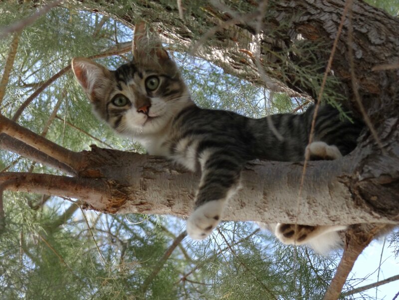 Striped Tabby Kitten — Green, Calm, Afternoon
