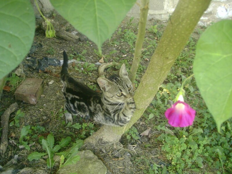 Striped Tabby Kitten — Green, Calm