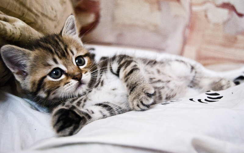 Striped Tabby Kitten — White