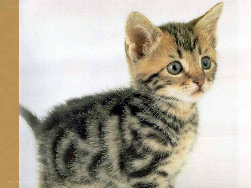 striped tabby kitten