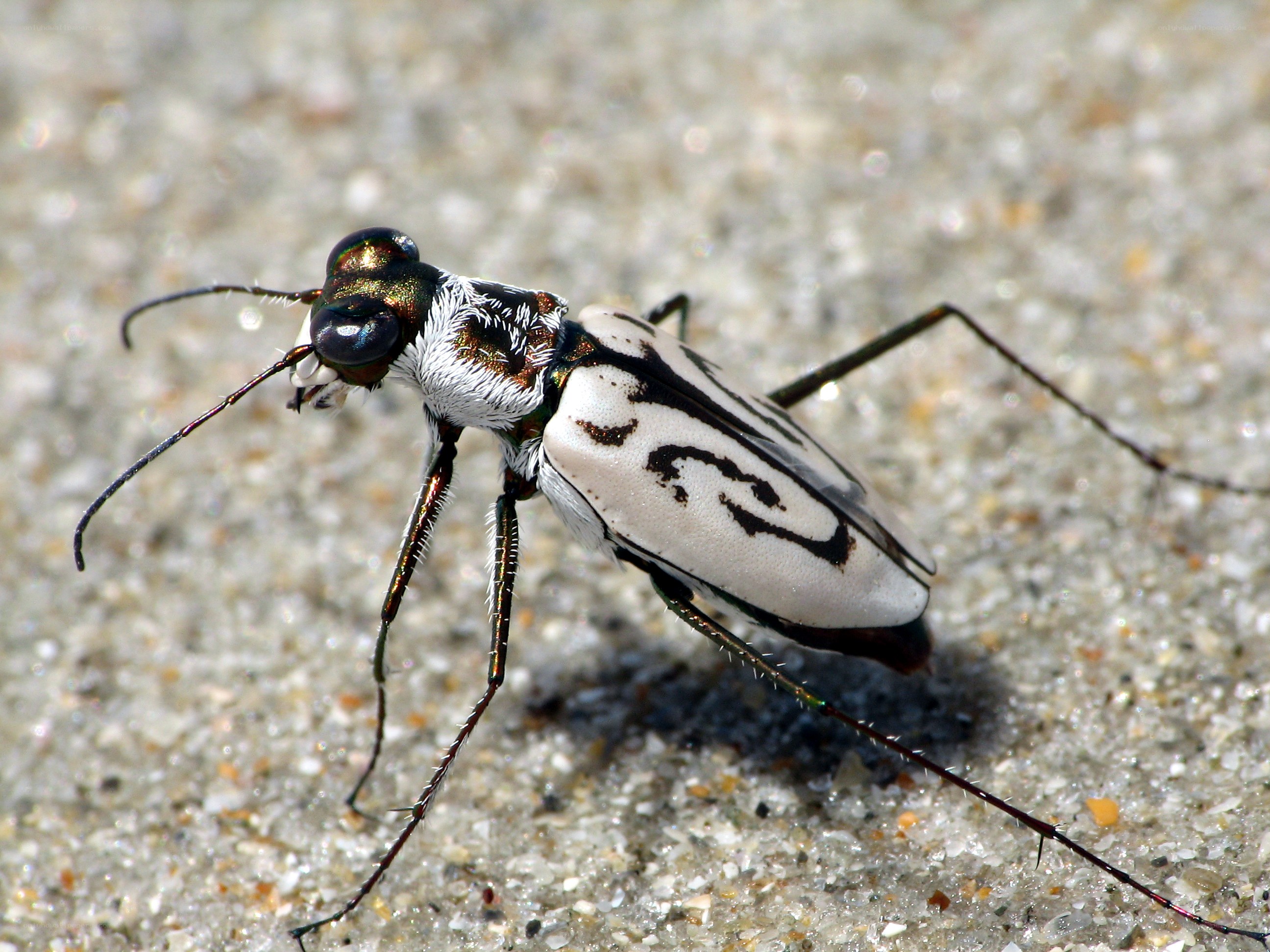 striped tiger beetle on sand