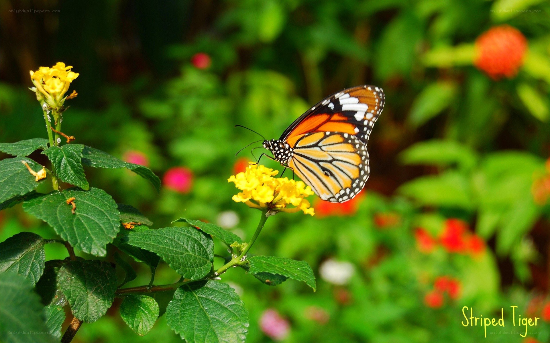 Striped Tiger butterfly on flower