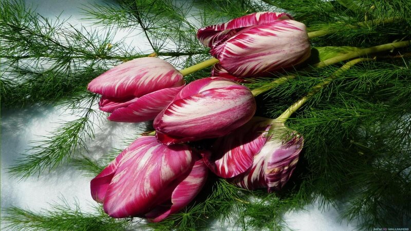 Striped Tulips on Greenery