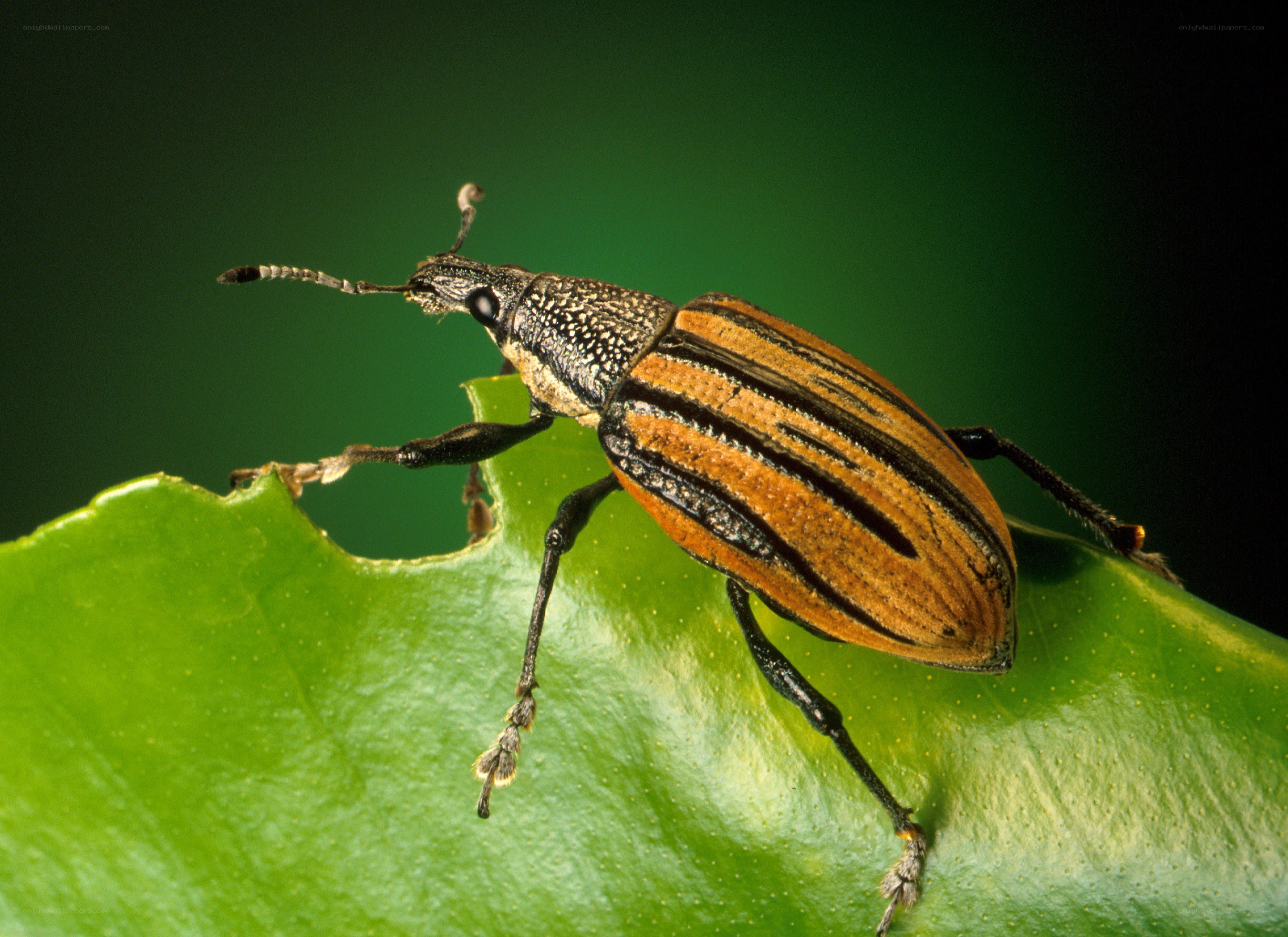 striped weevil on green leaf