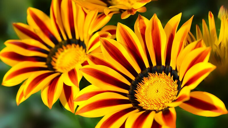 Striped Yellow Flowers