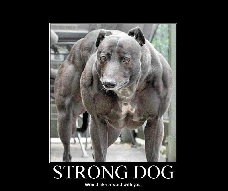Strong dog meme