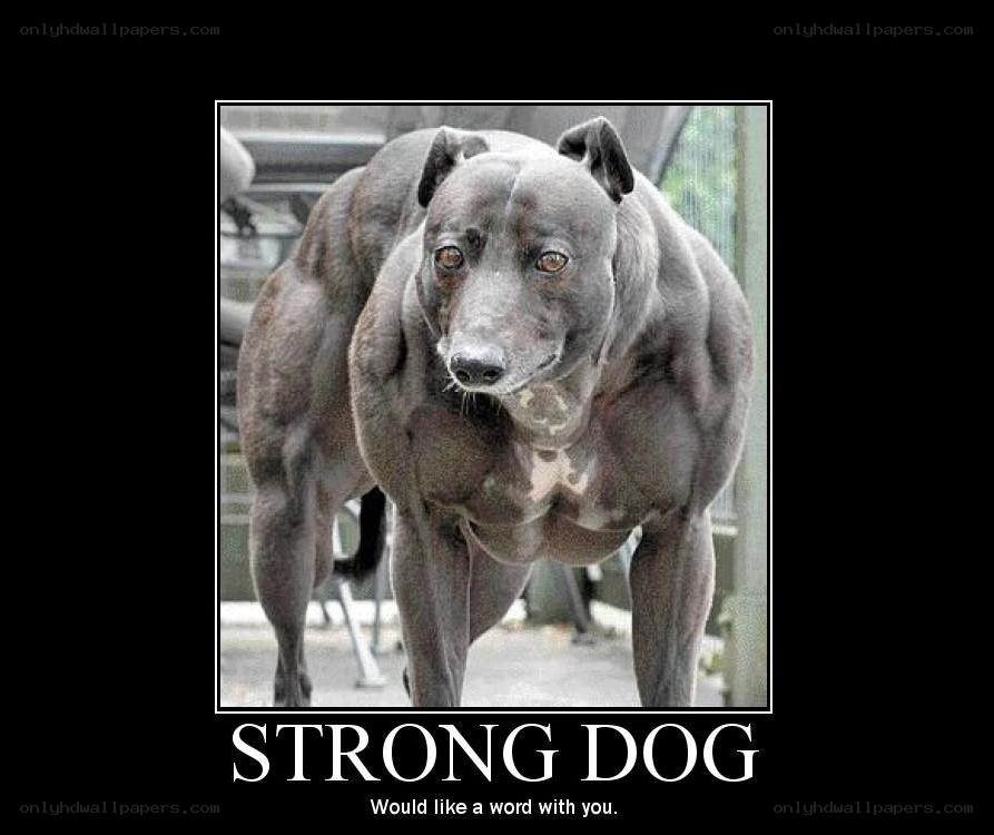 Strong dog meme