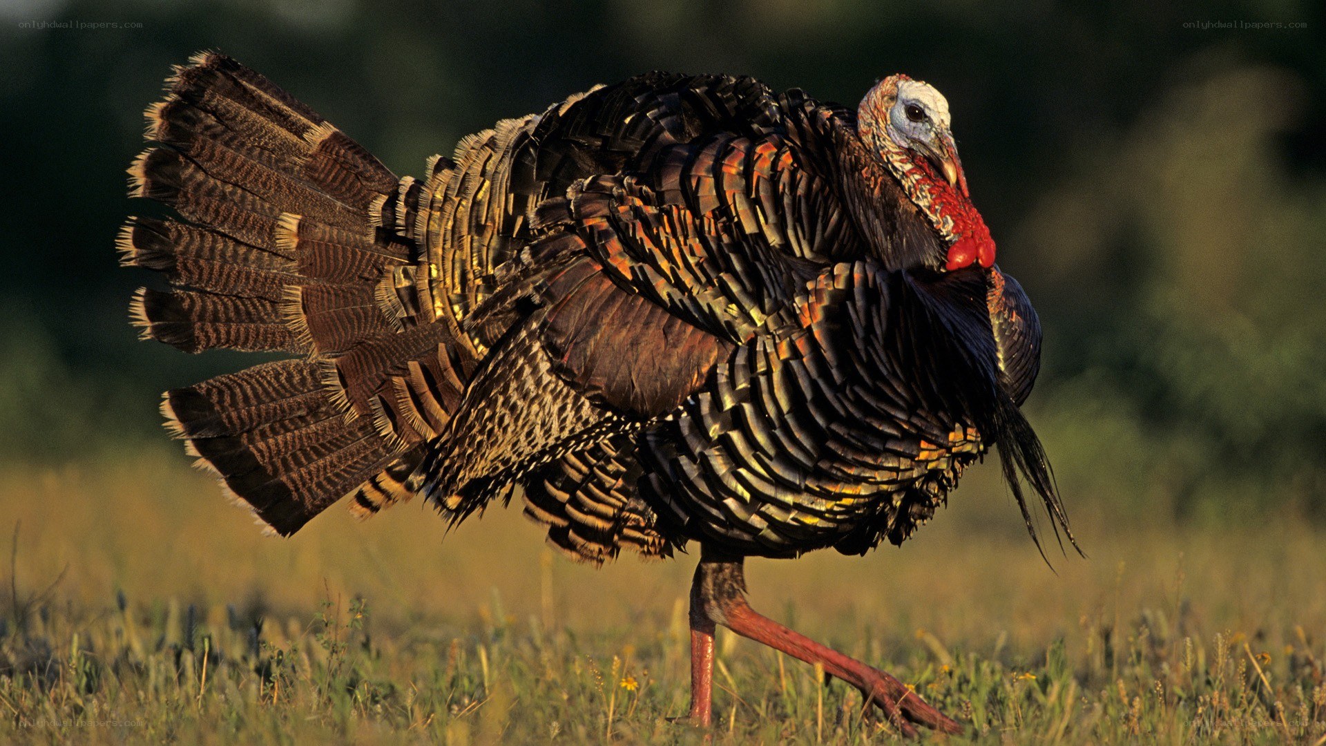 strutting wild turkey