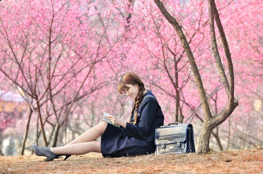 Student reading under cherry blossoms