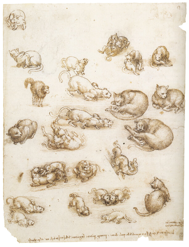 Study of cats and kittens