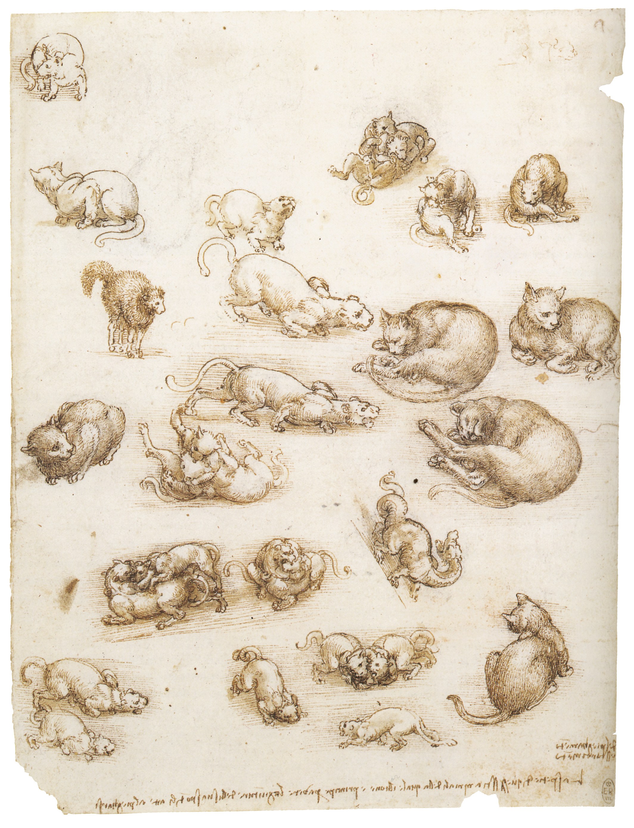 Study of cats and kittens