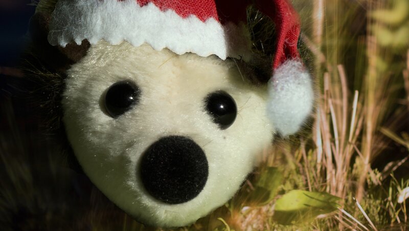 Stuffed Animal in Hat