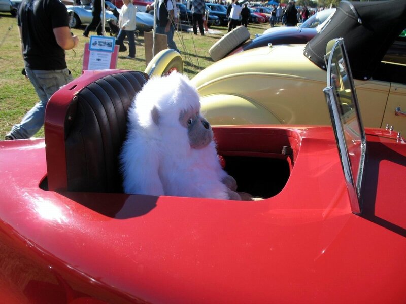 Stuffed animal in red car