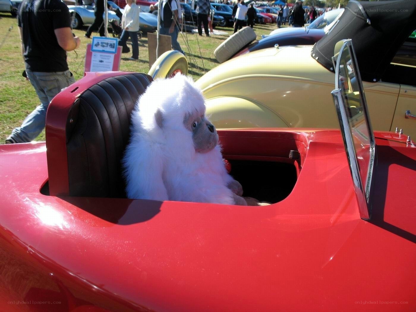 Stuffed animal in red car