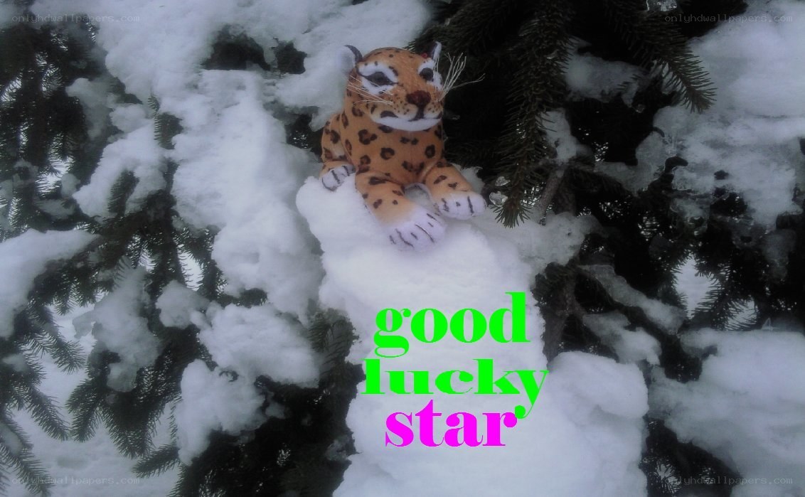 stuffed animal in snow