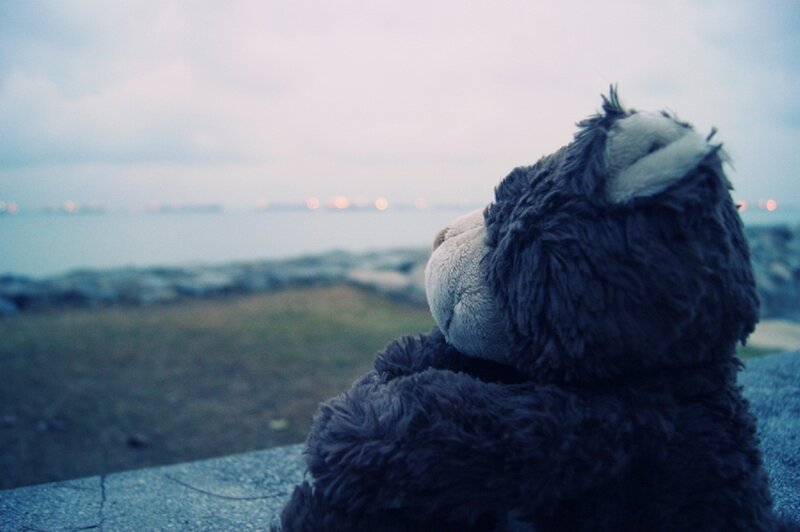 Stuffed Bear on Ledge