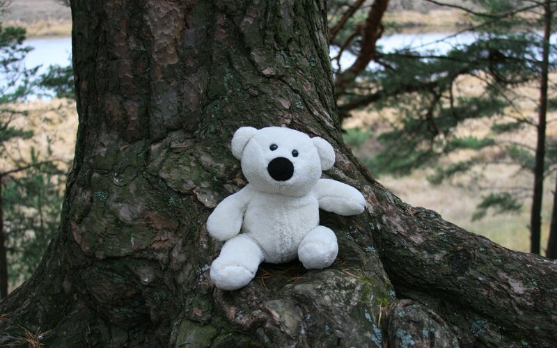 Stuffed bear on tree trunk