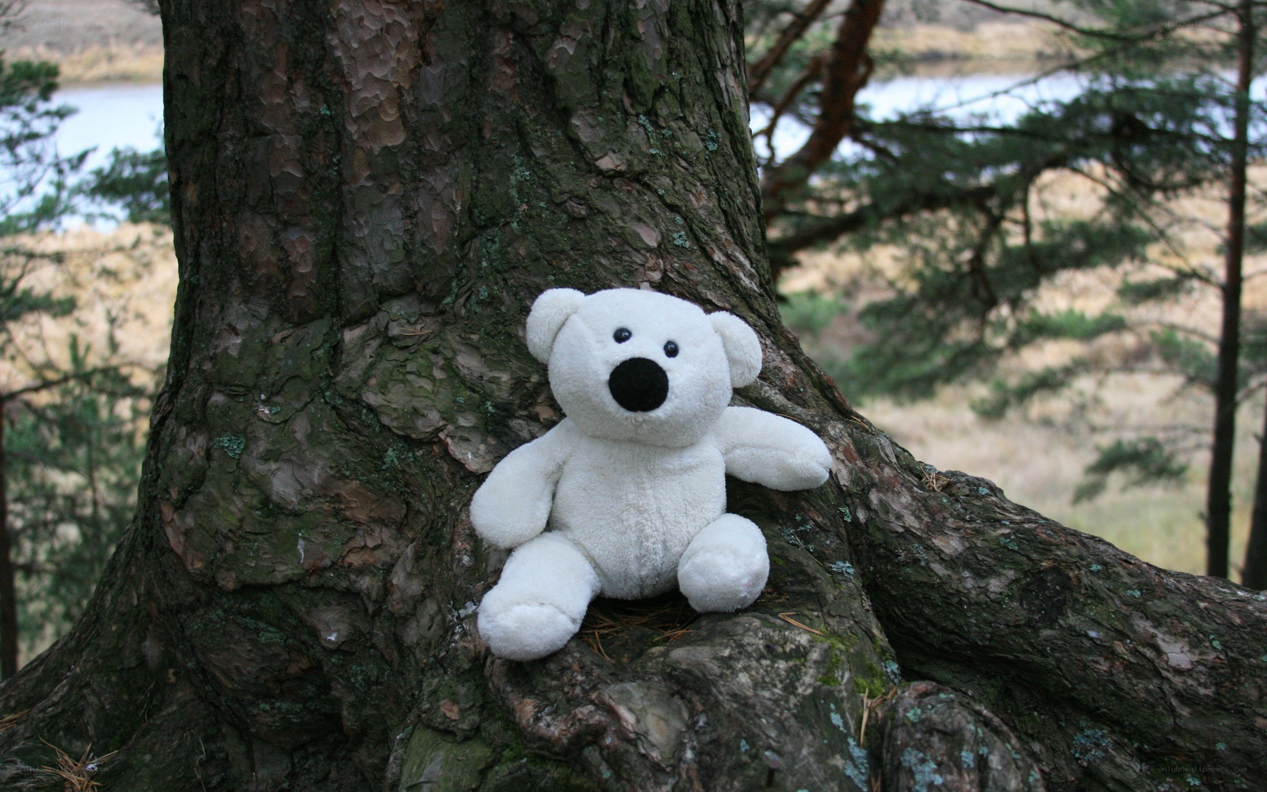 Stuffed bear on tree trunk