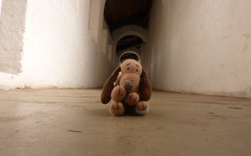 Stuffed dog in a hallway