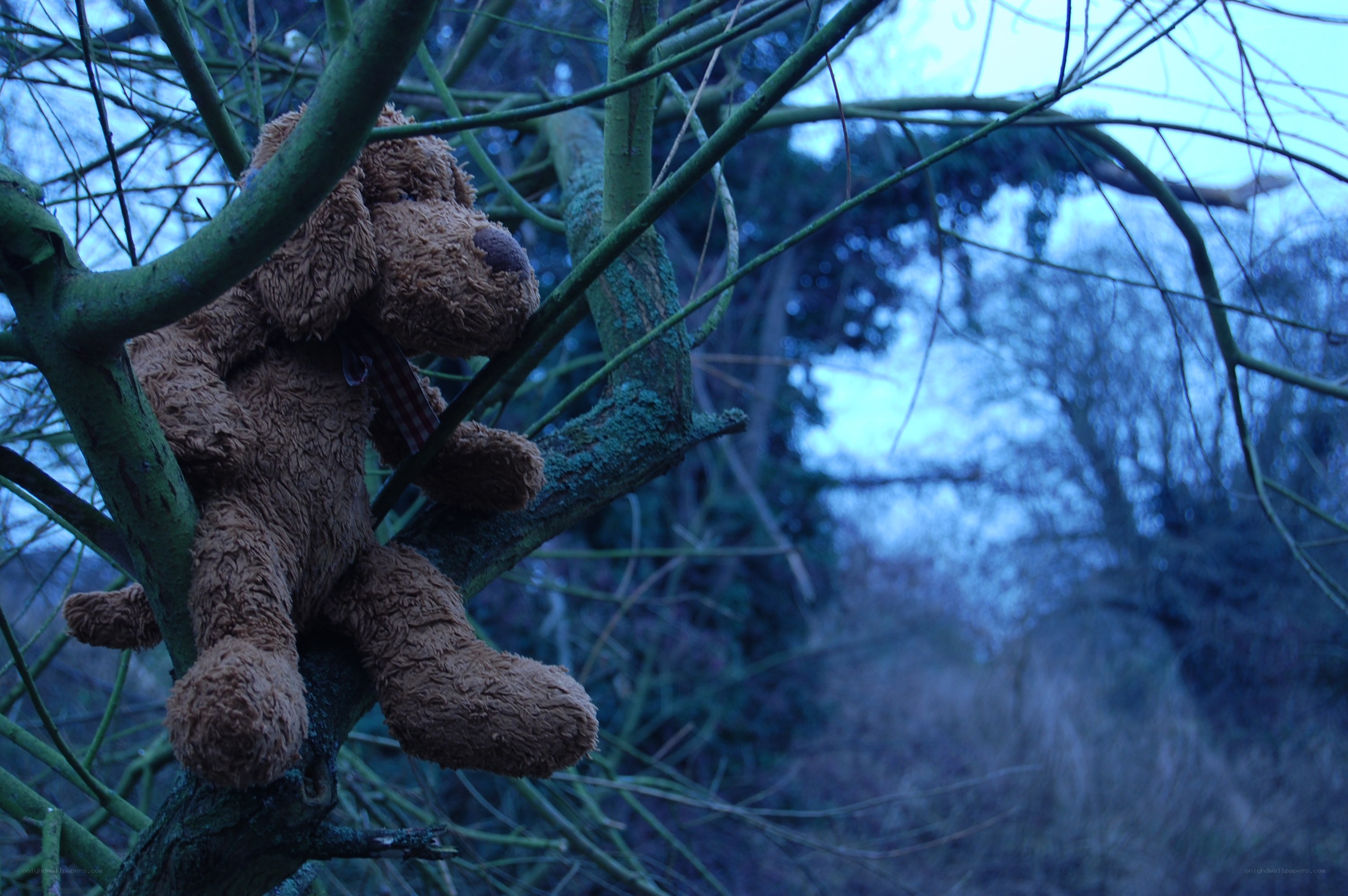 Stuffed dog in tree