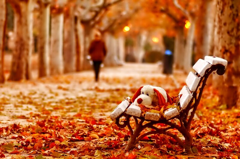 Stuffed Dog on Bench