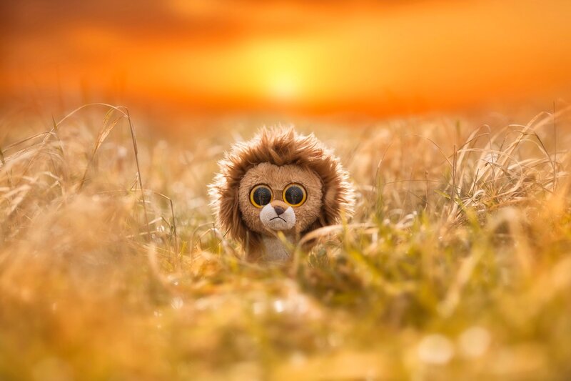 Stuffed Lion in Grass