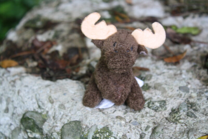 Stuffed moose on a rock