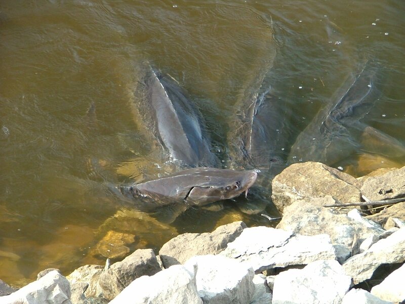 Sturgeon near riverbank