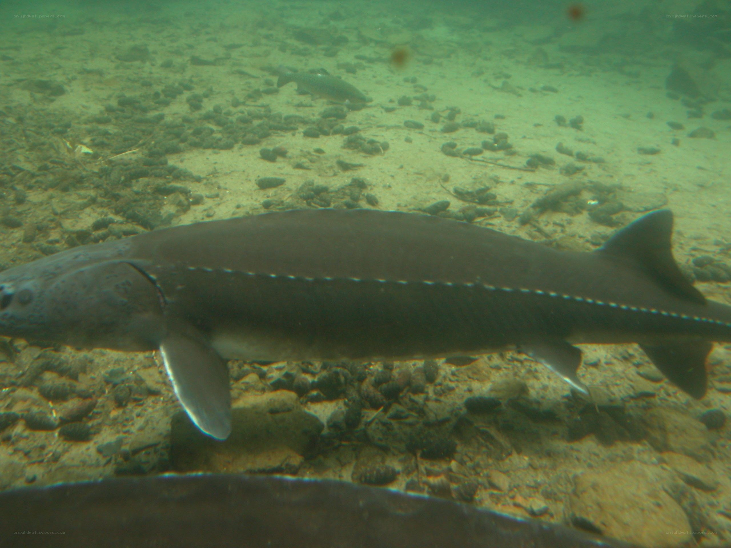 Sturgeon swimming underwater