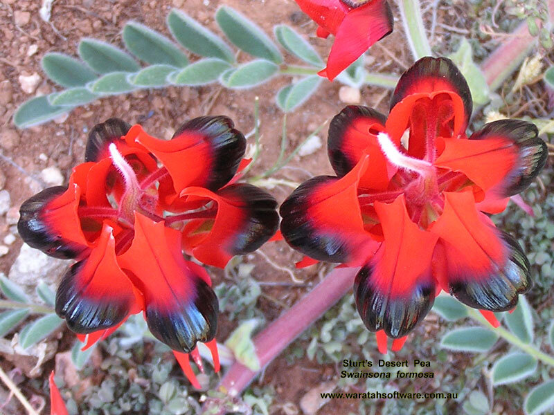 Sturt's Desert Pea Flowers — Red