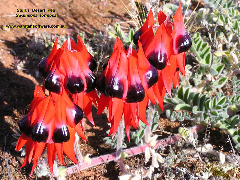 Sturt's Desert Pea Flowers