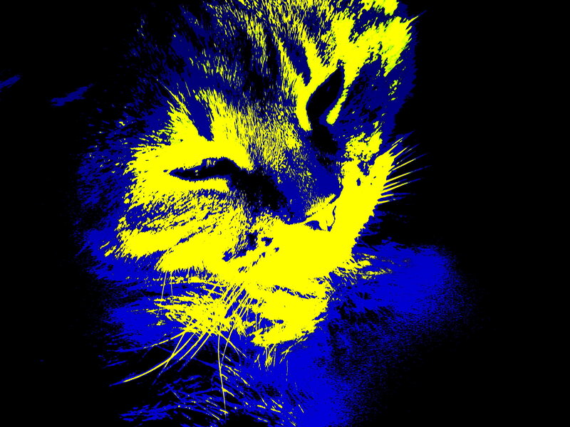 stylized cat face portrait