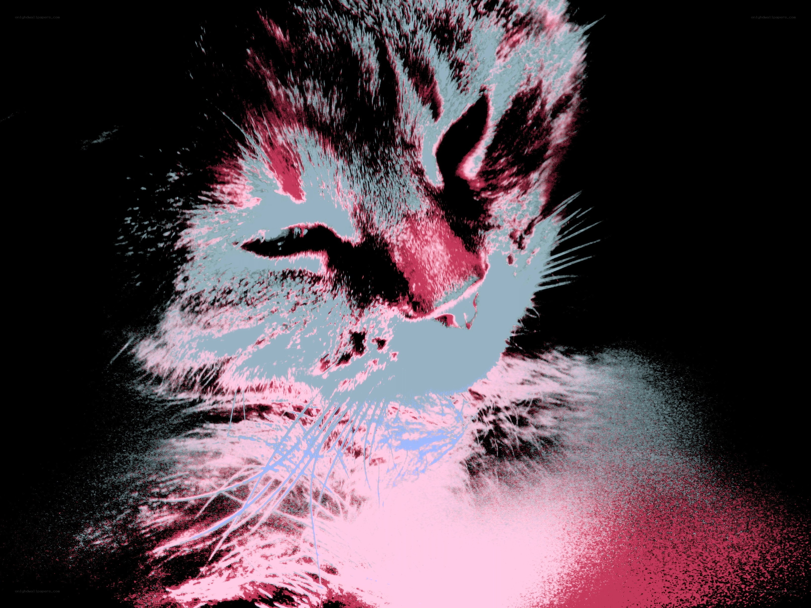 stylized cat portrait