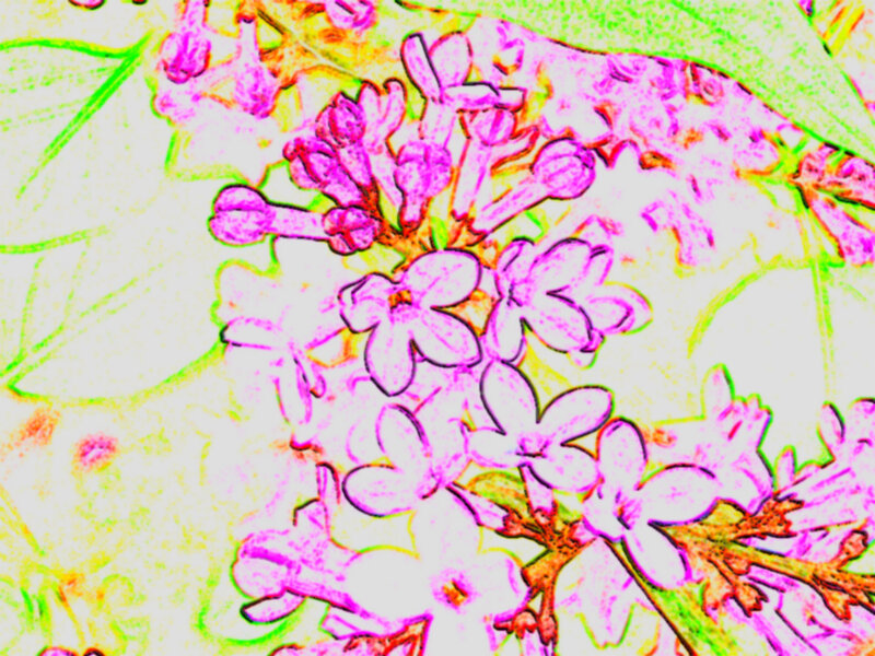 stylized lilac flowers