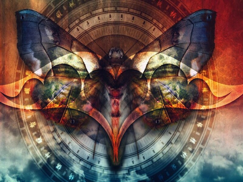 Stylized Moth Illustration