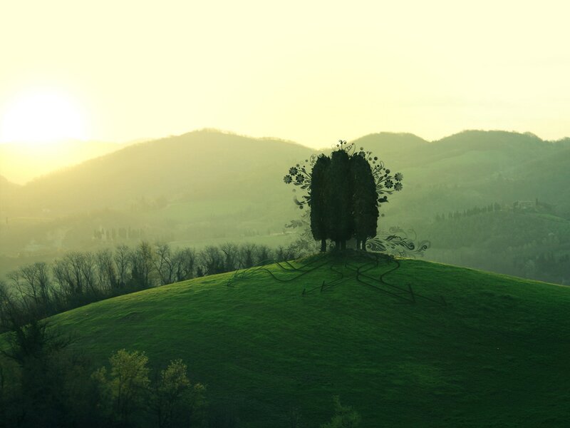 Stylized Tree on Hill — Green, Serene, Sunrise