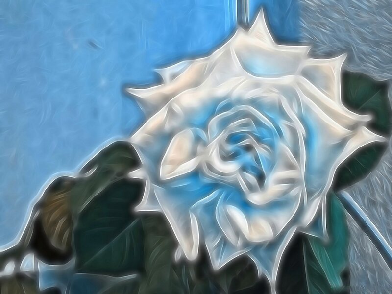 stylized white rose