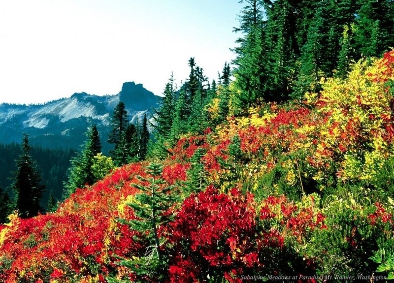 Subalpine Meadows