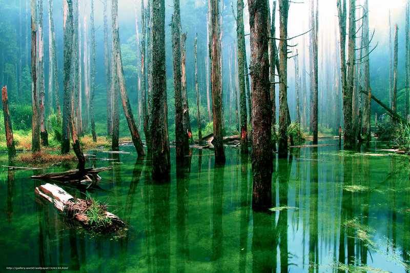 Submerged Forest Trees