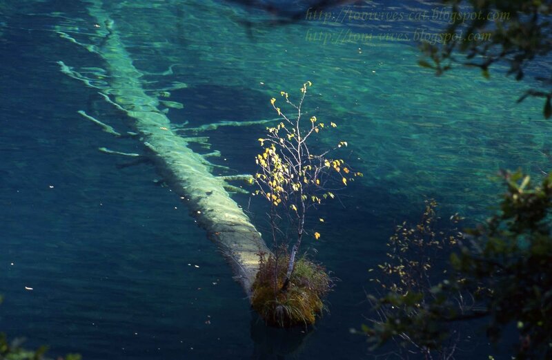 Submerged Tree in Lake — Blue