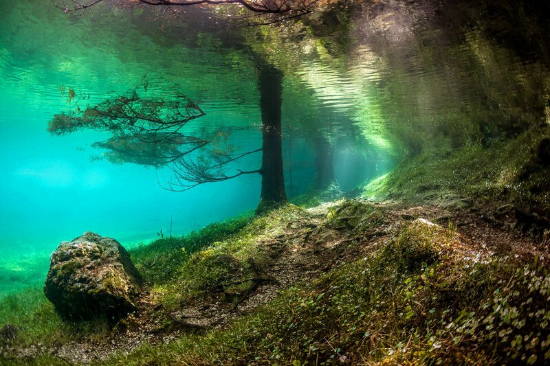 Submerged Tree in Lake