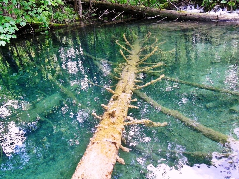 Submerged Tree Trunk