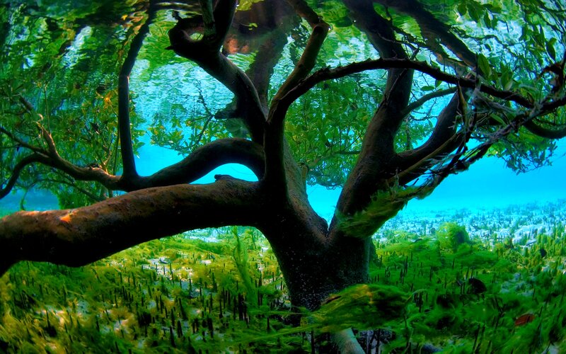Submerged Tree Underwater